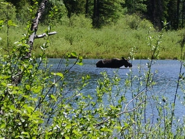 Moose at Spring Creek